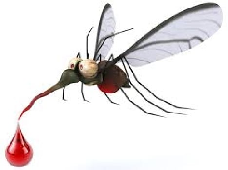 dengu